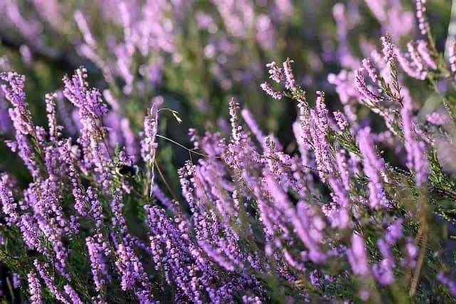 Purple wild heather in bloom on Velebit with a bee on the flowers
