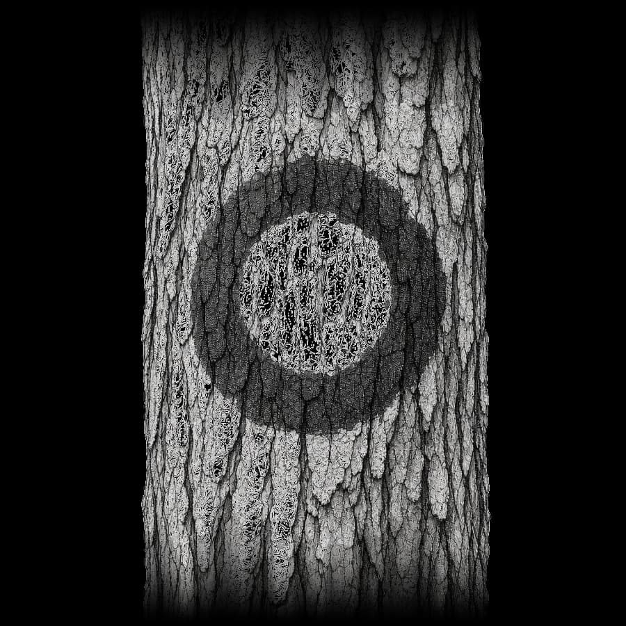 Etching of a hiking trail blaze painted on tree bark