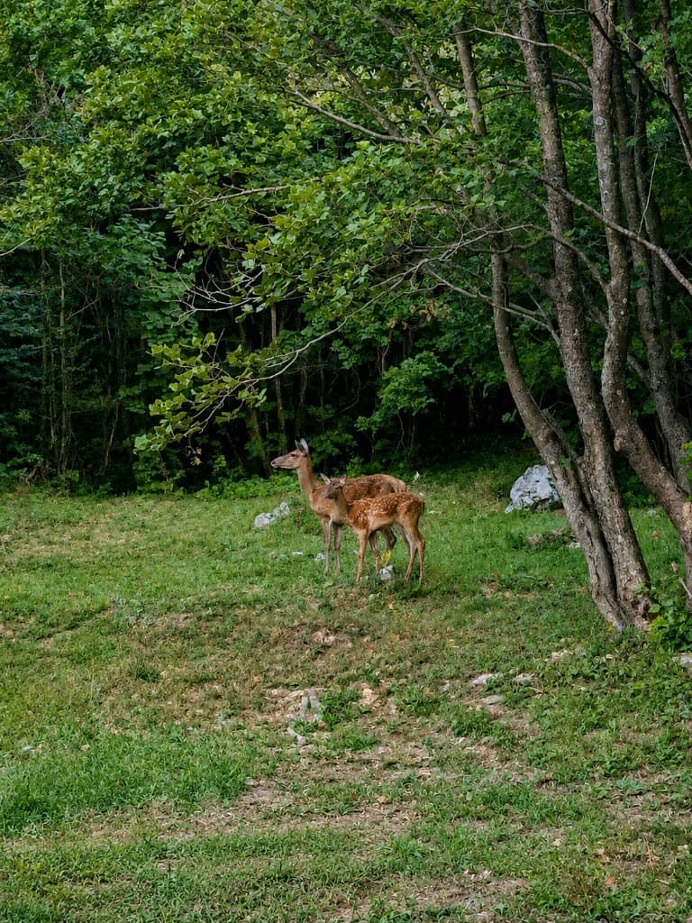 A doe and her spotted fawn standing at the forest edge near Stars Peak, Velebit