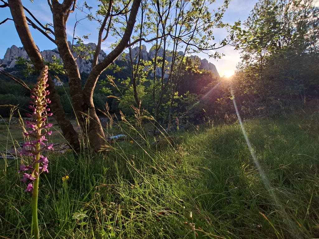Wild orchid in the meadow below Dabarski Kukovi at sunset, Bačić Duliba, Velebit