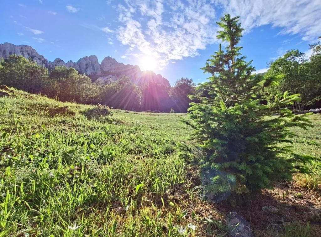 Young fir tree in the sunlit meadow below Dabarski Kukovi, Bačić Duliba, Velebit — summer morning