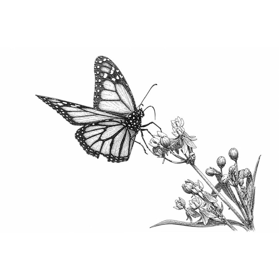 Etching-style illustration of a butterfly on a flower