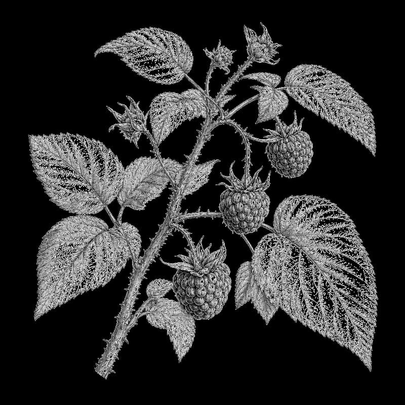 Etching-style illustration of a forest raspberry