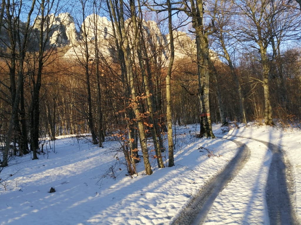 Snowy forest road below Dabarski Kukovi in winter sun, Bačić Duliba, Velebit